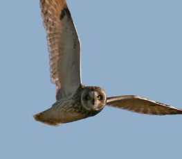 short-eared owl pictures