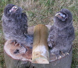 great grey owl