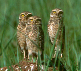 burrowing owl photos