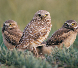 burrowing owl photo