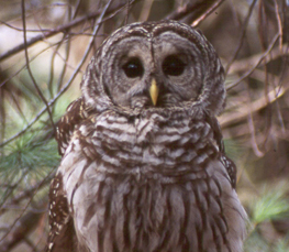 barred owl