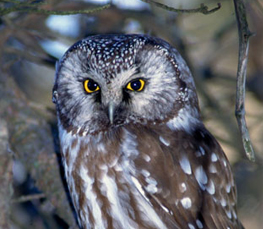 boreal owl