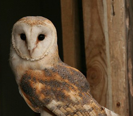 barn owls