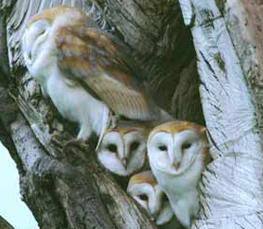 barn owl pic