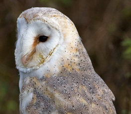 barn owl photos