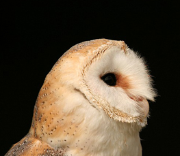 good barn owl photos
