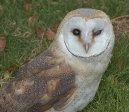 barn owl