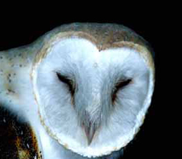 barn owl picture