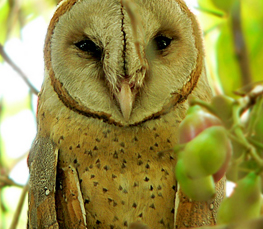 barn owl photo