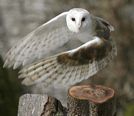 barn owl photograph