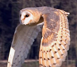 barn owl