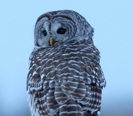 nice barred owl