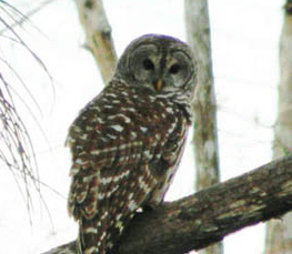 barred owl