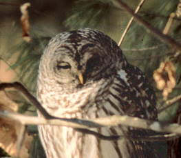 barred owl pic
