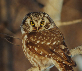 boreal owl