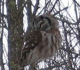 boreal owl