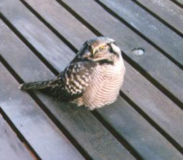 boreal owl
