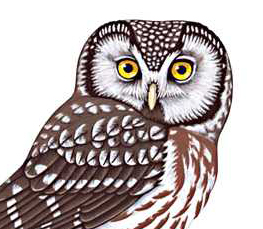 boreal owl