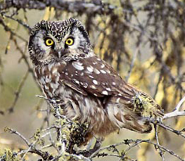 boreal owl picture