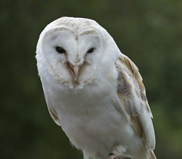 british barn owl