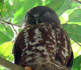 brown hawk owl