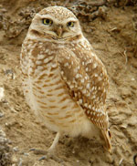 good burrowing owl photo