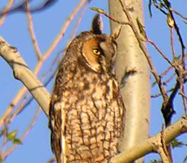 long-eared owl