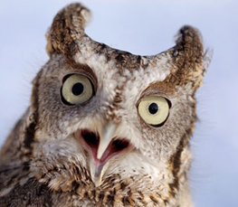 eastern screech owl pictures