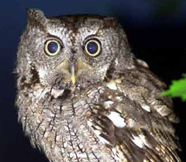 screech owl photo