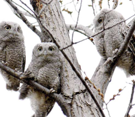 screech owl photos