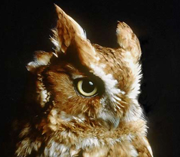 eastern screech owl photo