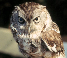 eastern screech owl