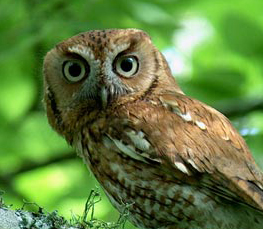 screech owl pictures