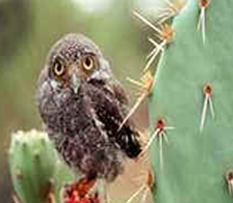 elf owl photograph