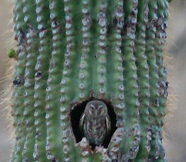 elf owl