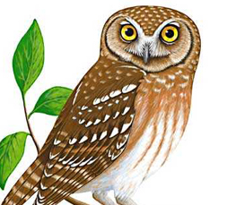 elf owl illustration