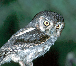 elf owl photograph