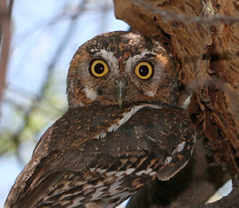 elf owl in nature