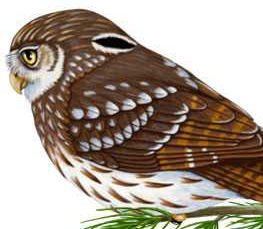 ferruginous pygmy owl pic