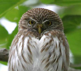 ferruginous pygmy owl