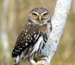 ferruginous pygmy owl