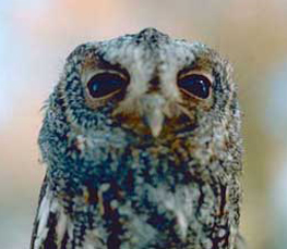 flammulated owl pictures