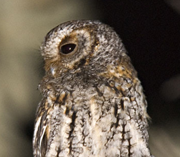 flammulated owl