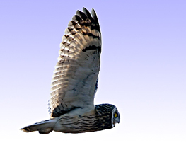 flying short-eared owl