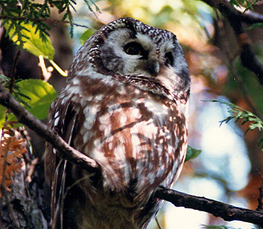 boreal owl pictures