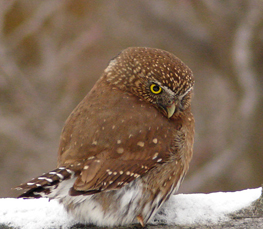 northern pygmy-owl