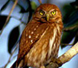 good-pygmy-owl.jpg (11756 bytes)
