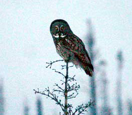 great grey owl photograph