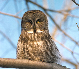 great gray owl