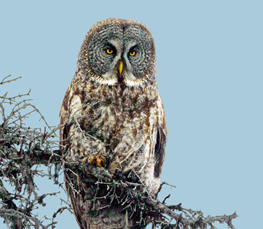 great grey owl image